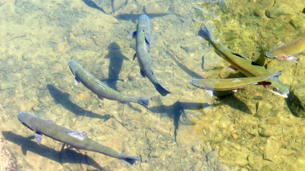 Trout lacher at Lac Belcaire campground