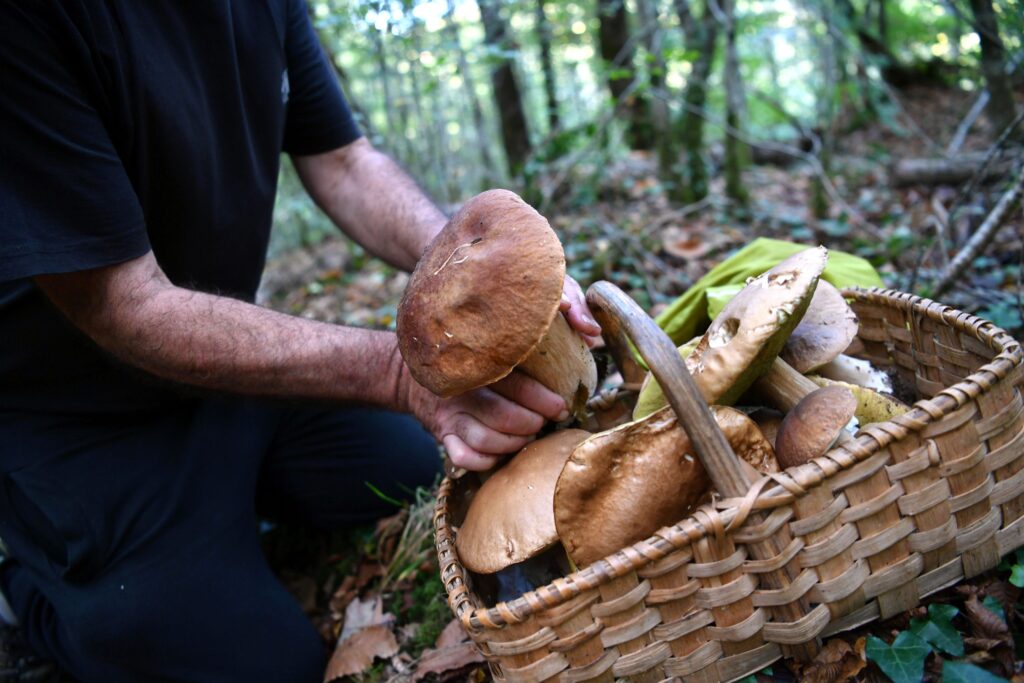 champignons